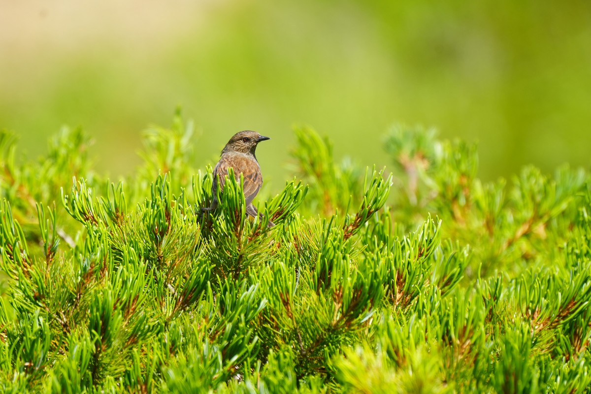 Japanese Accentor - ML640557521