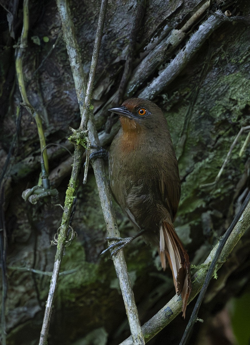 Orange-eyed Thornbird - ML640557566