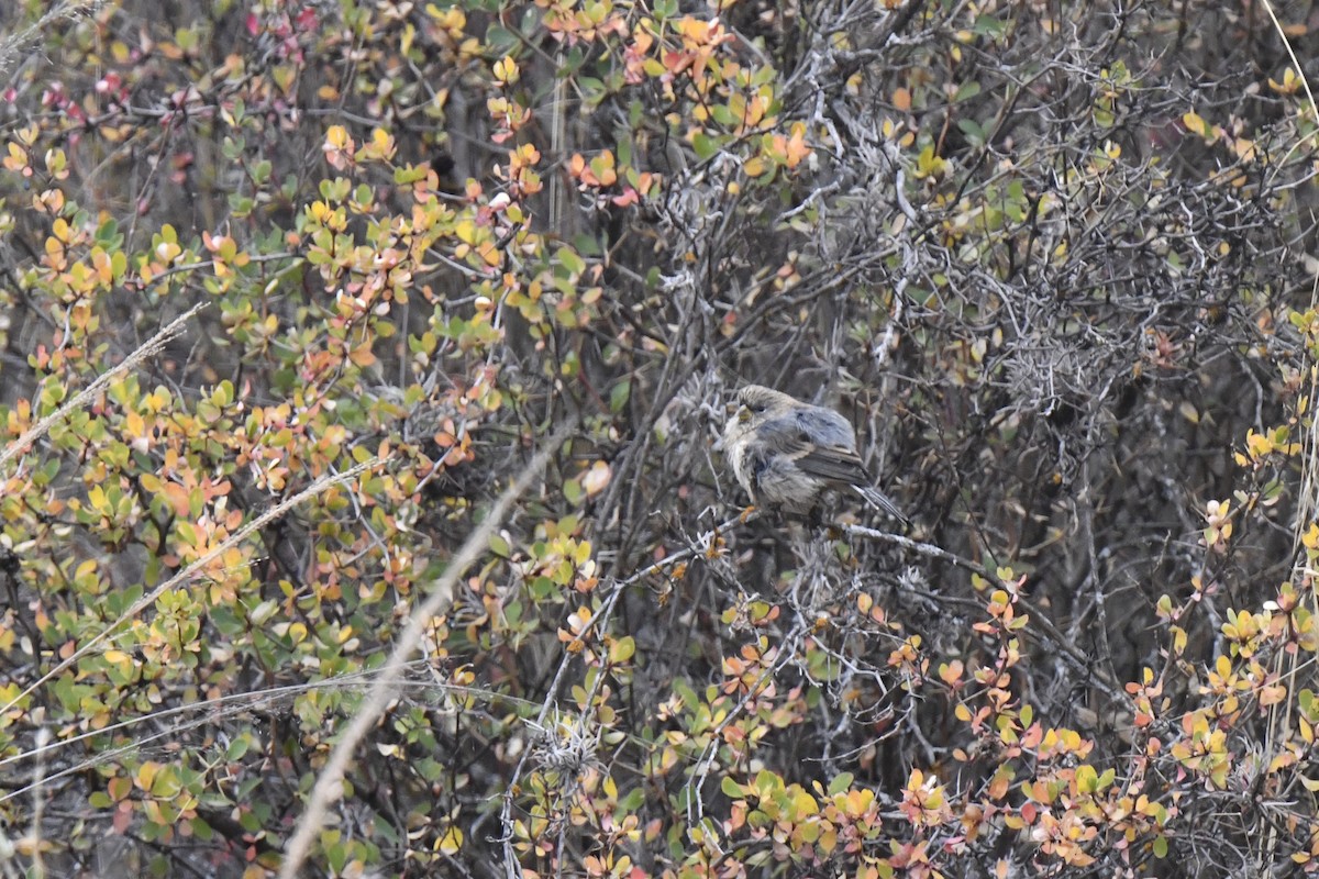 Band-tailed Seedeater - ML640557578