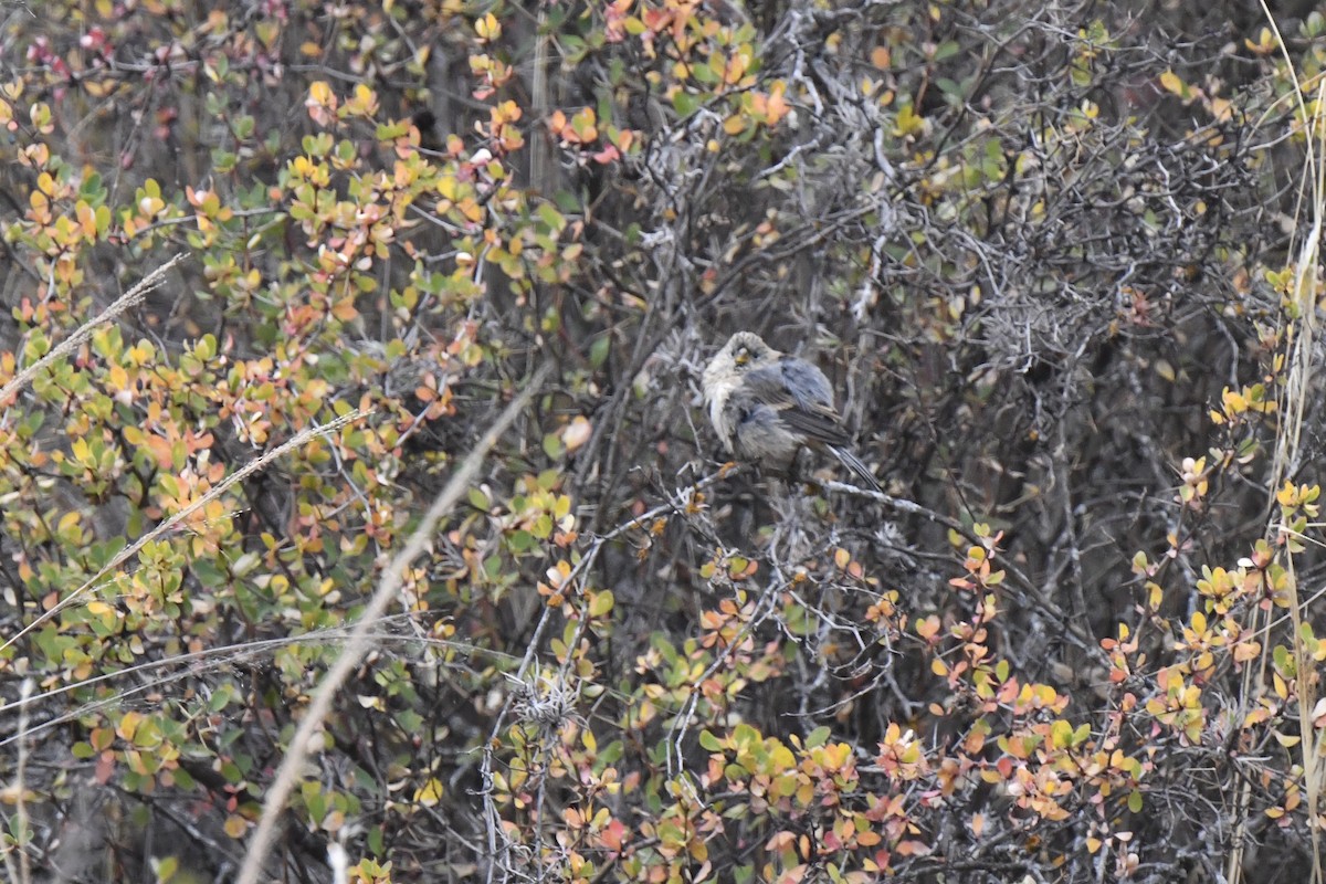 Band-tailed Seedeater - ML640557583