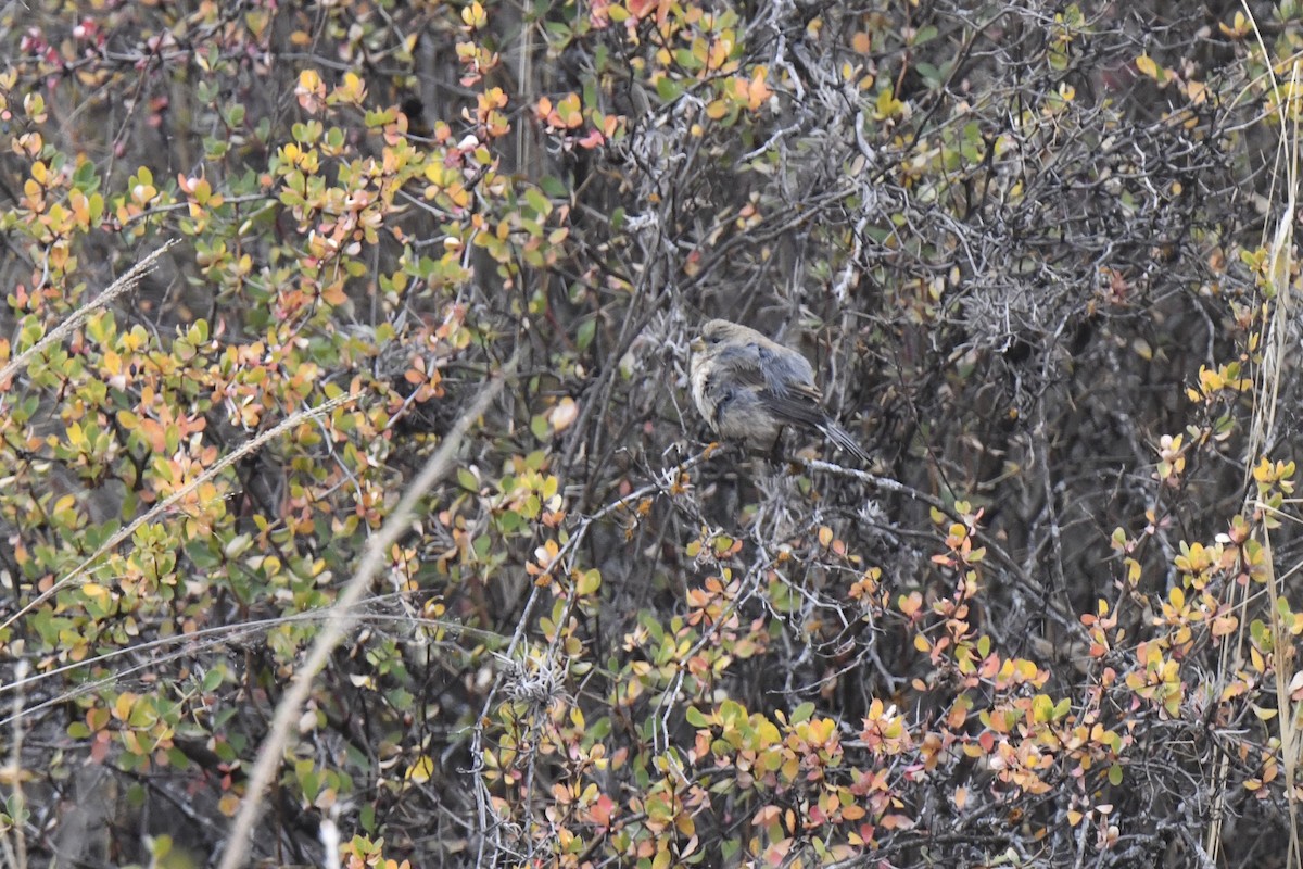 Band-tailed Seedeater - ML640557586