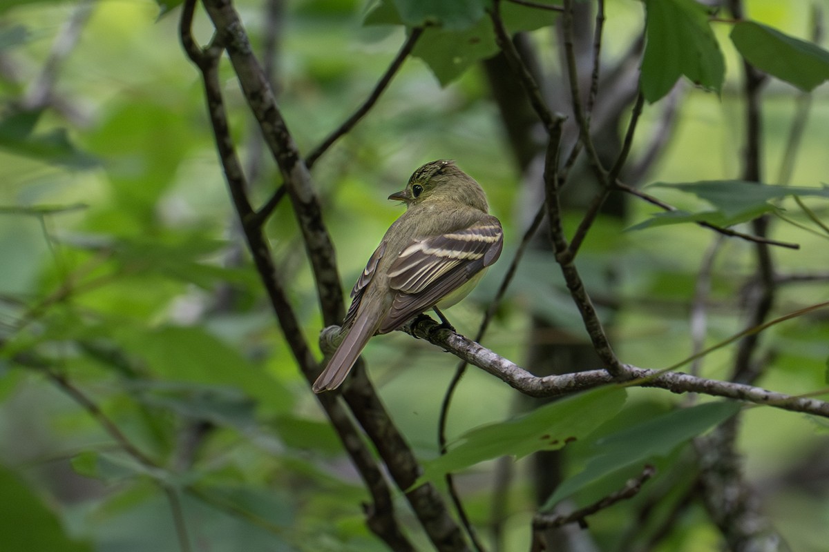 Acadian Flycatcher - ML640557587