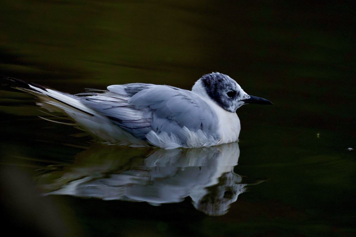 Bonaparte's Gull - ML640557589