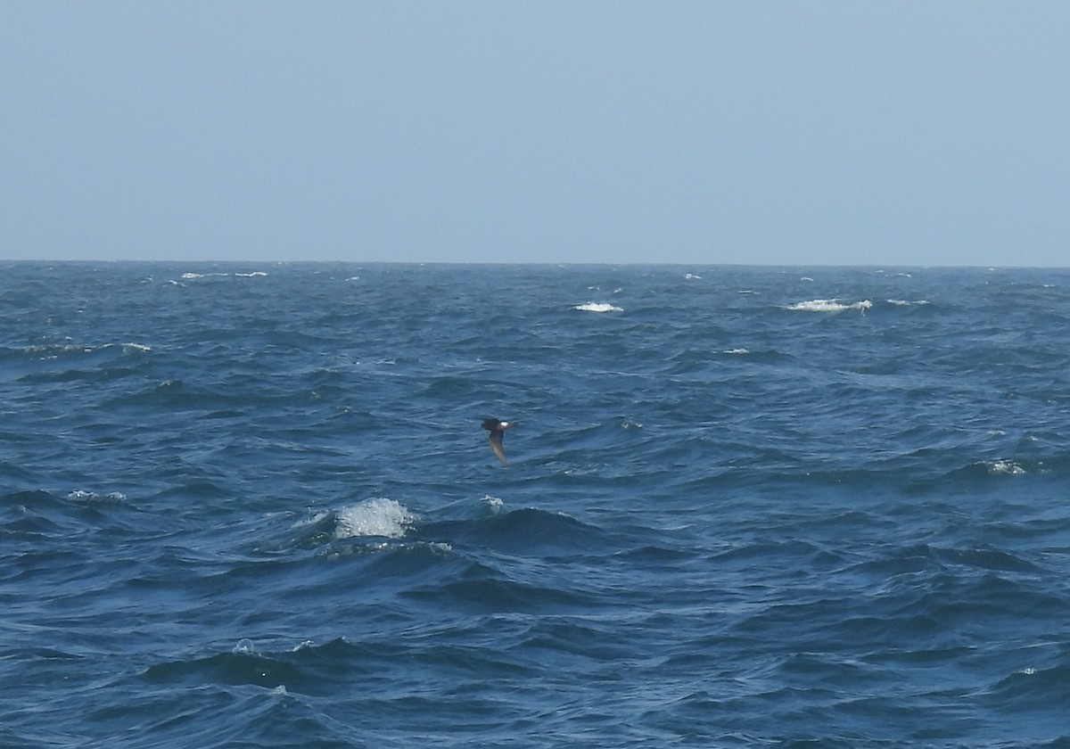 白腰叉尾海燕 - ML640557590
