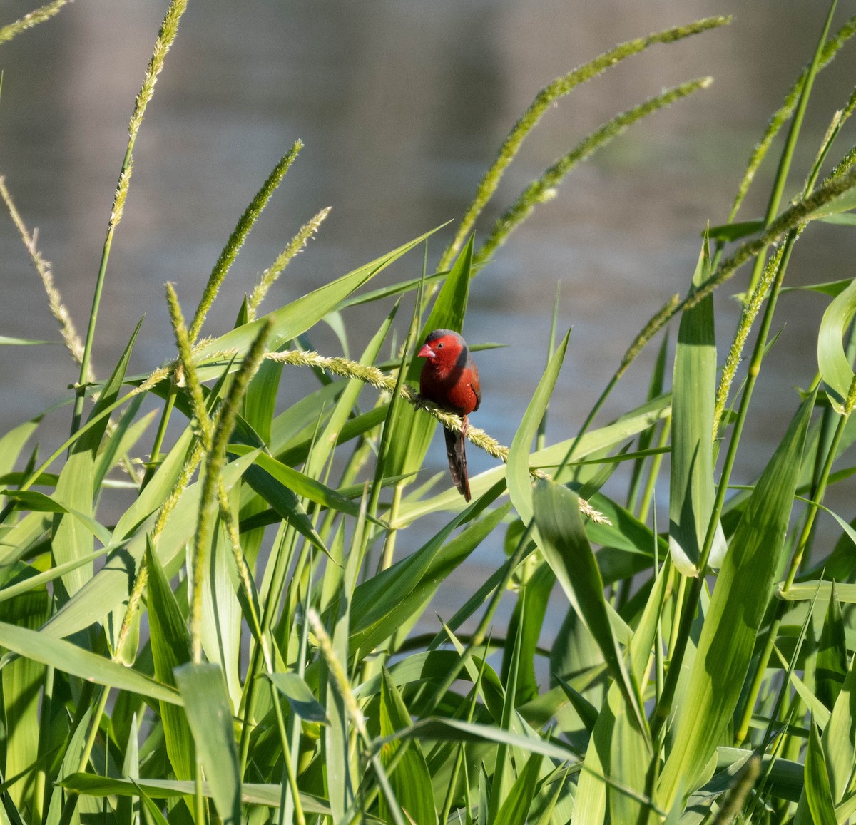 Crimson Finch - ML640557593