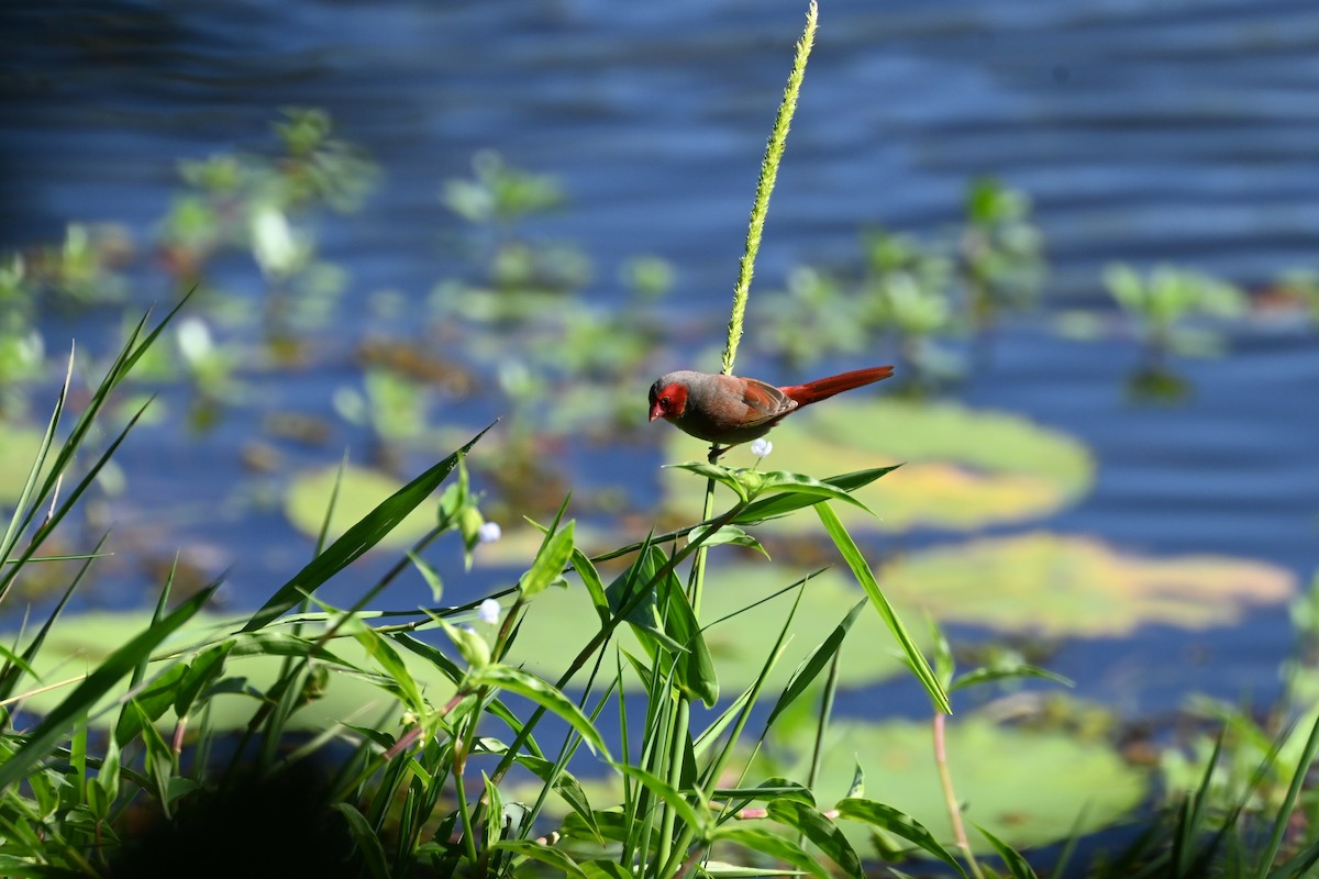 Crimson Finch - ML640557594