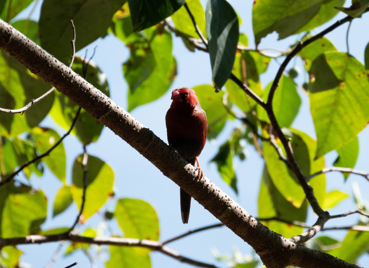 Crimson Finch - ML640557595