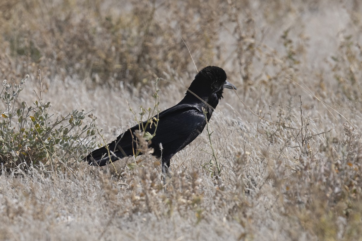 Cape Crow - ML640557596