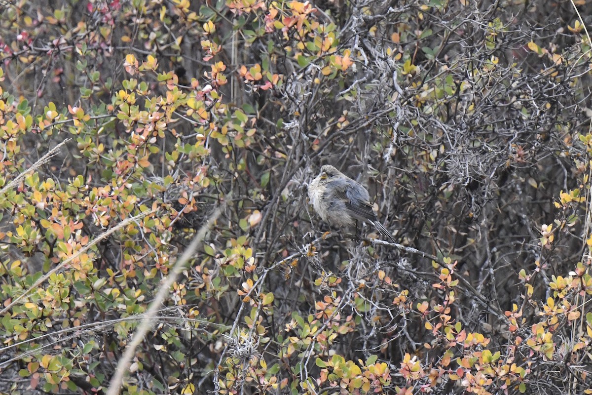 Band-tailed Seedeater - ML640557597