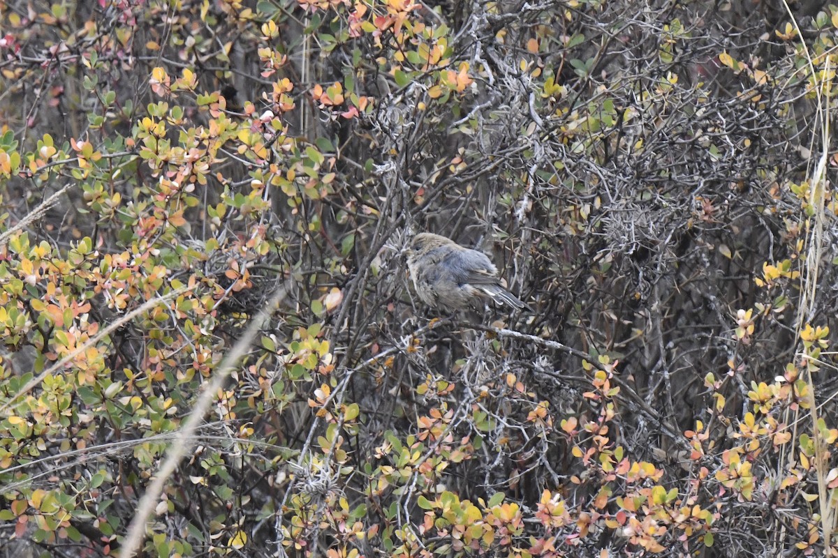 Band-tailed Seedeater - ML640557598
