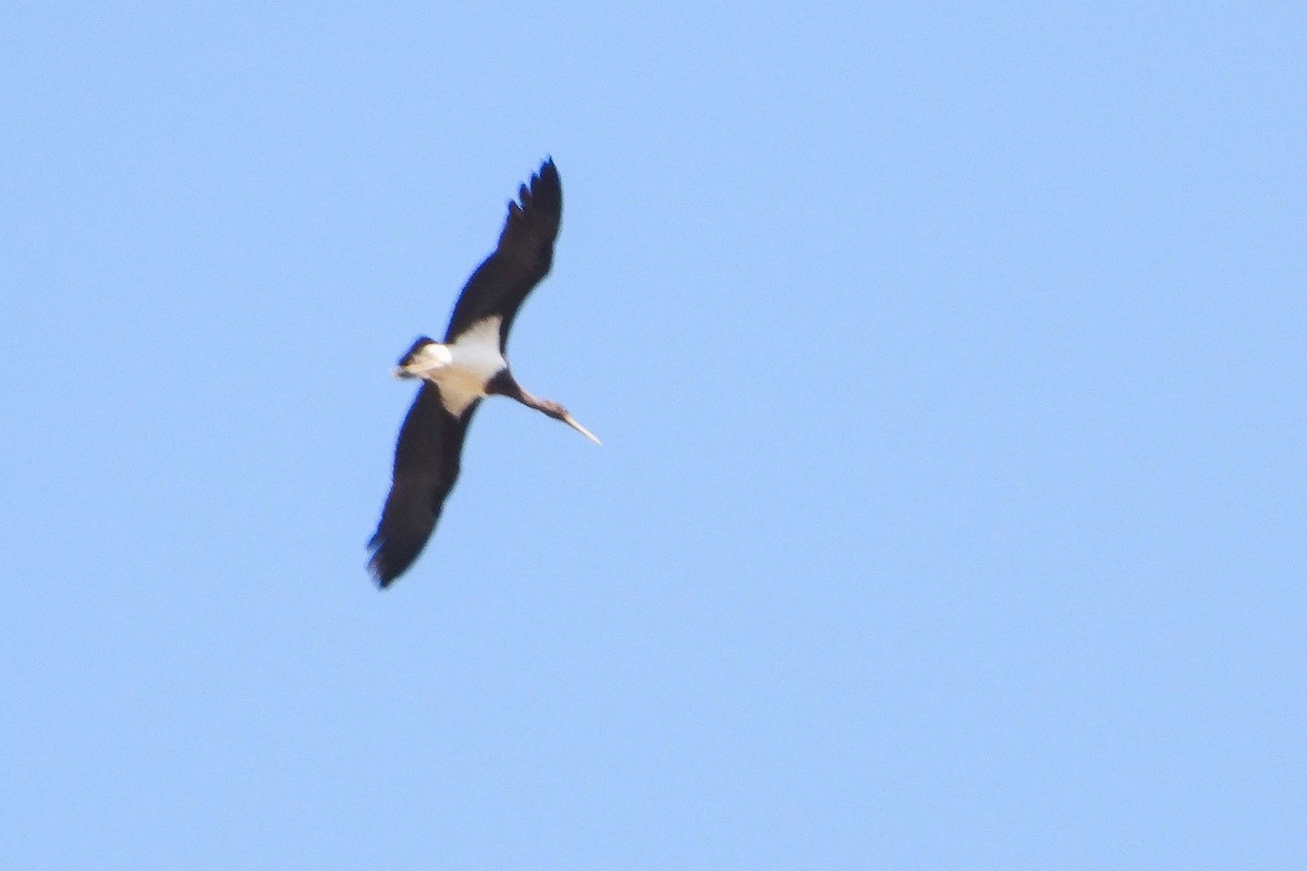 黑鸛 - ML640557599