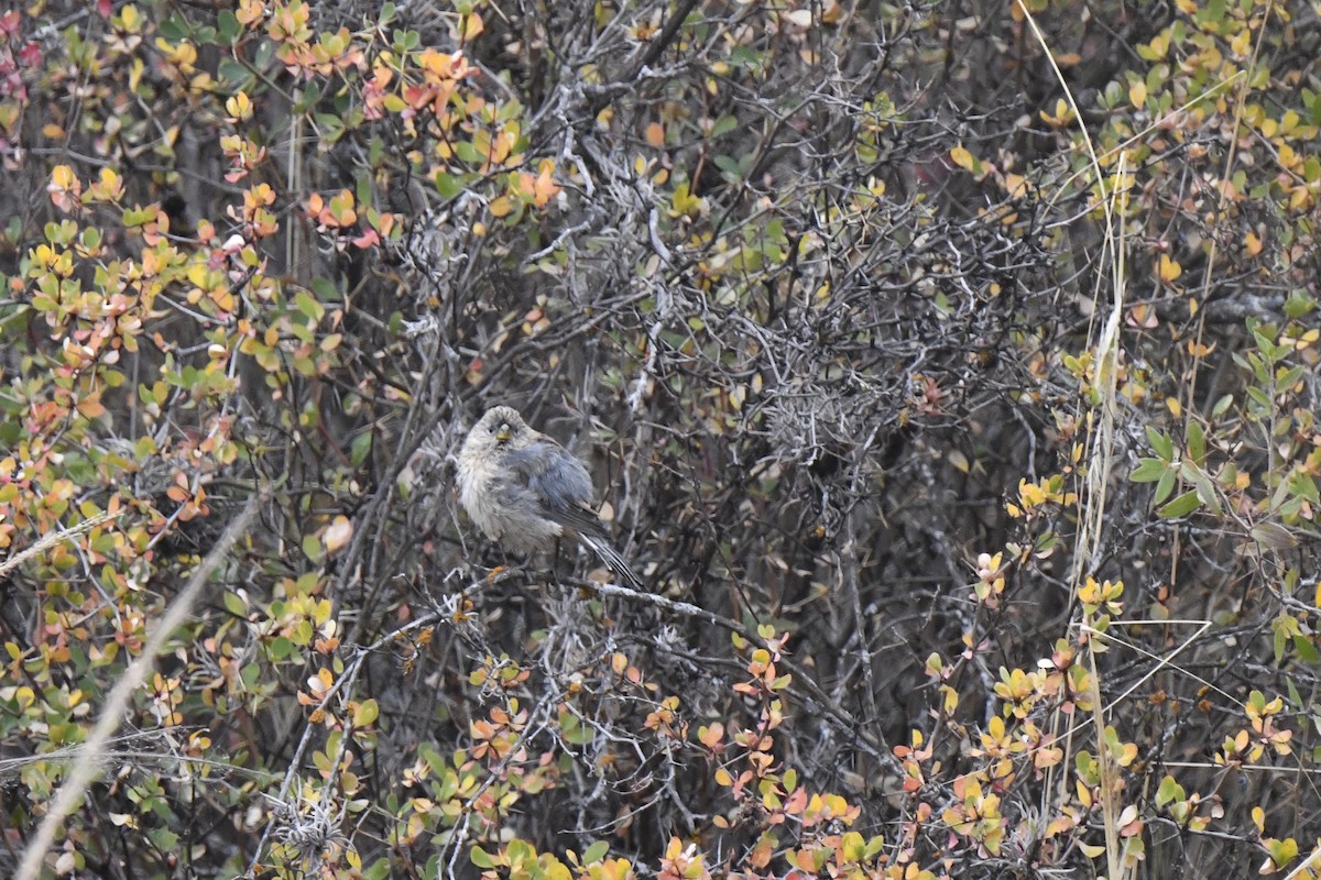 Band-tailed Seedeater - ML640557600