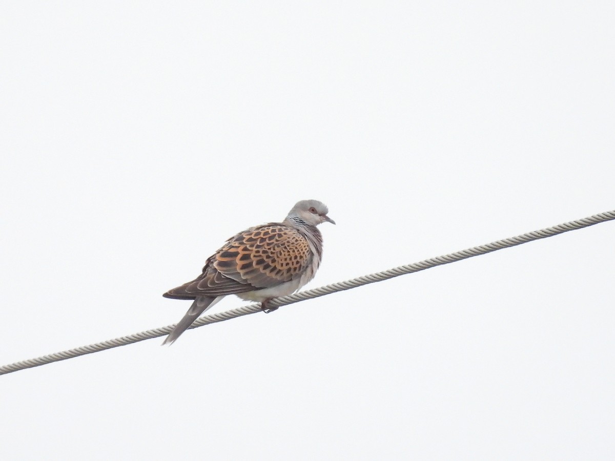 European Turtle-Dove - ML640557602