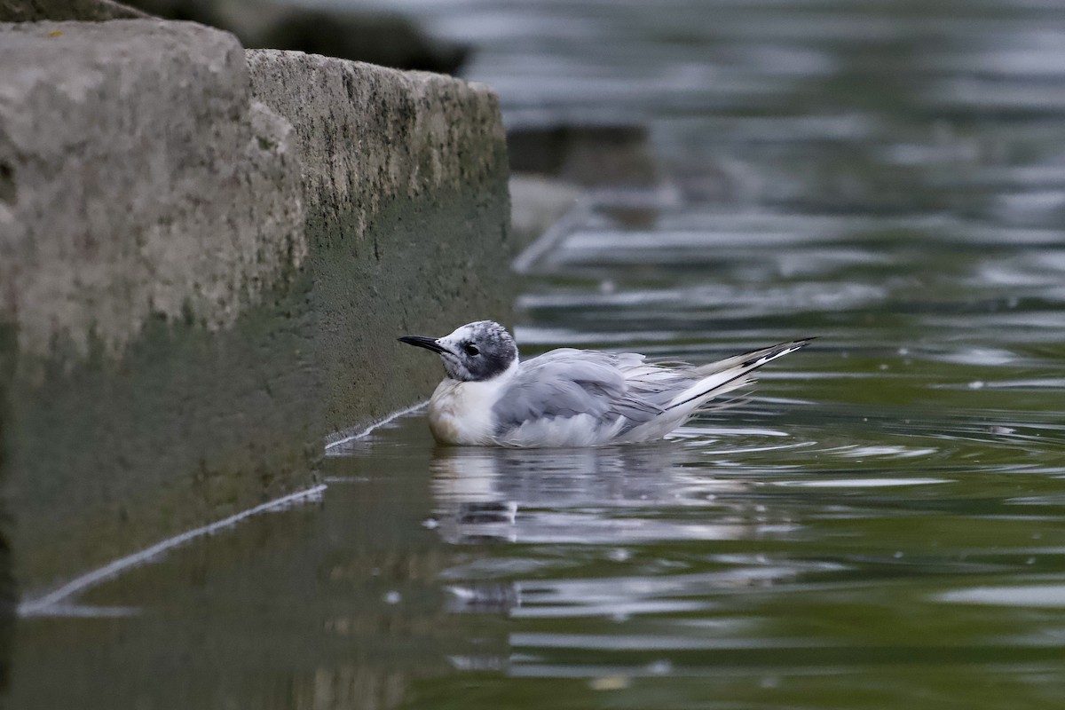 Bonaparte's Gull - ML640557604