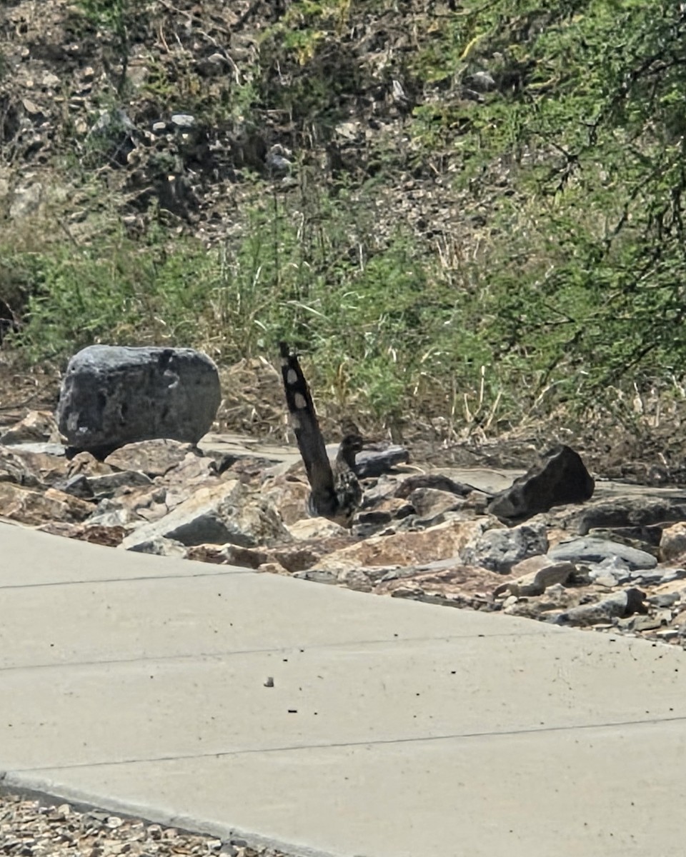 Greater Roadrunner - ML640557609