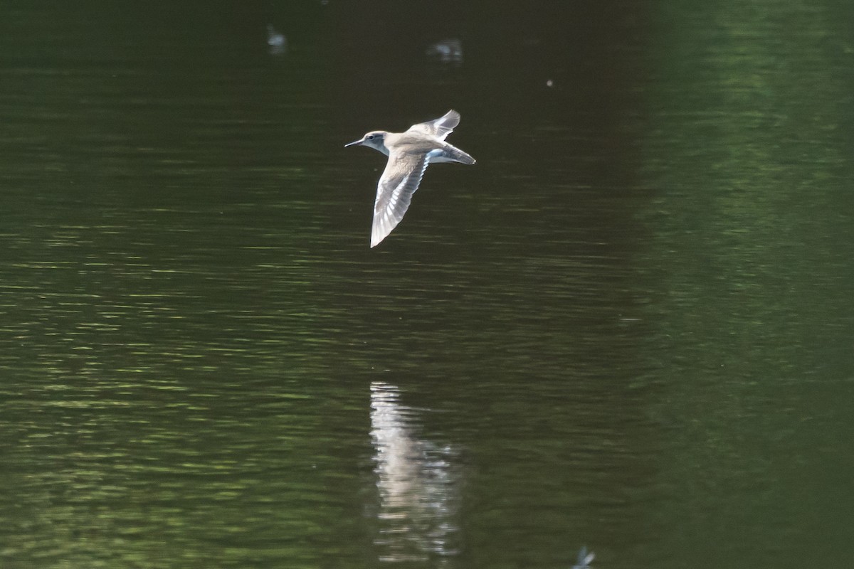 Spotted Sandpiper - ML640557611