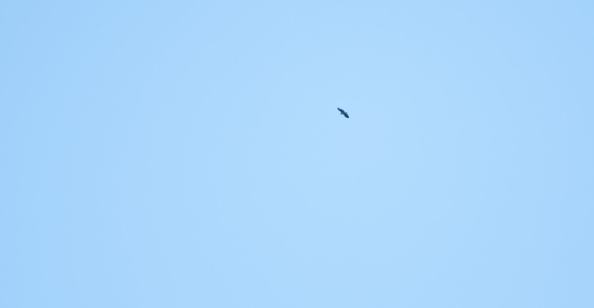 白尾海鵰 - ML640557616