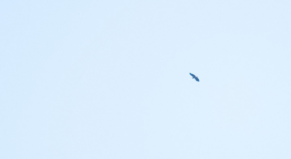 Цагаан сүүлт нөмрөг бүргэд - ML640557618
