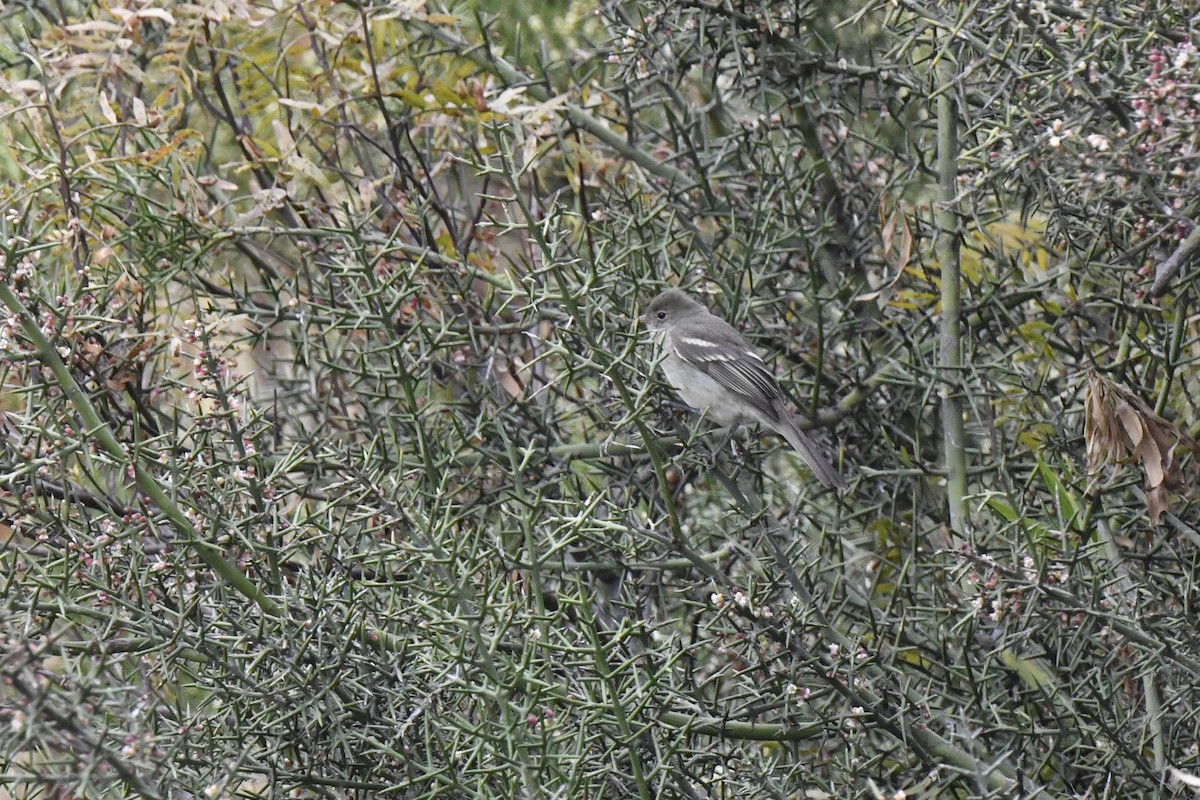 White-crested Elaenia - ML640557626
