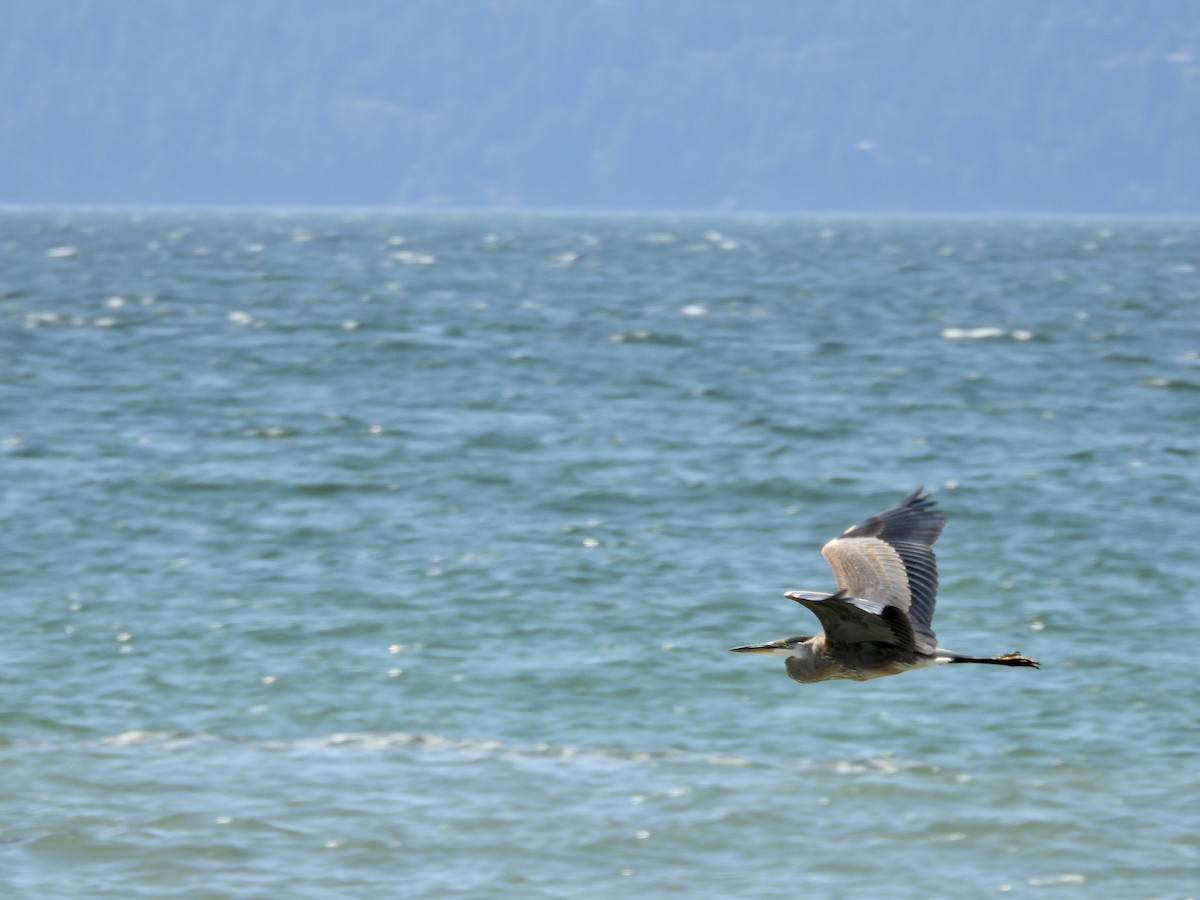 Great Blue Heron - ML640557628
