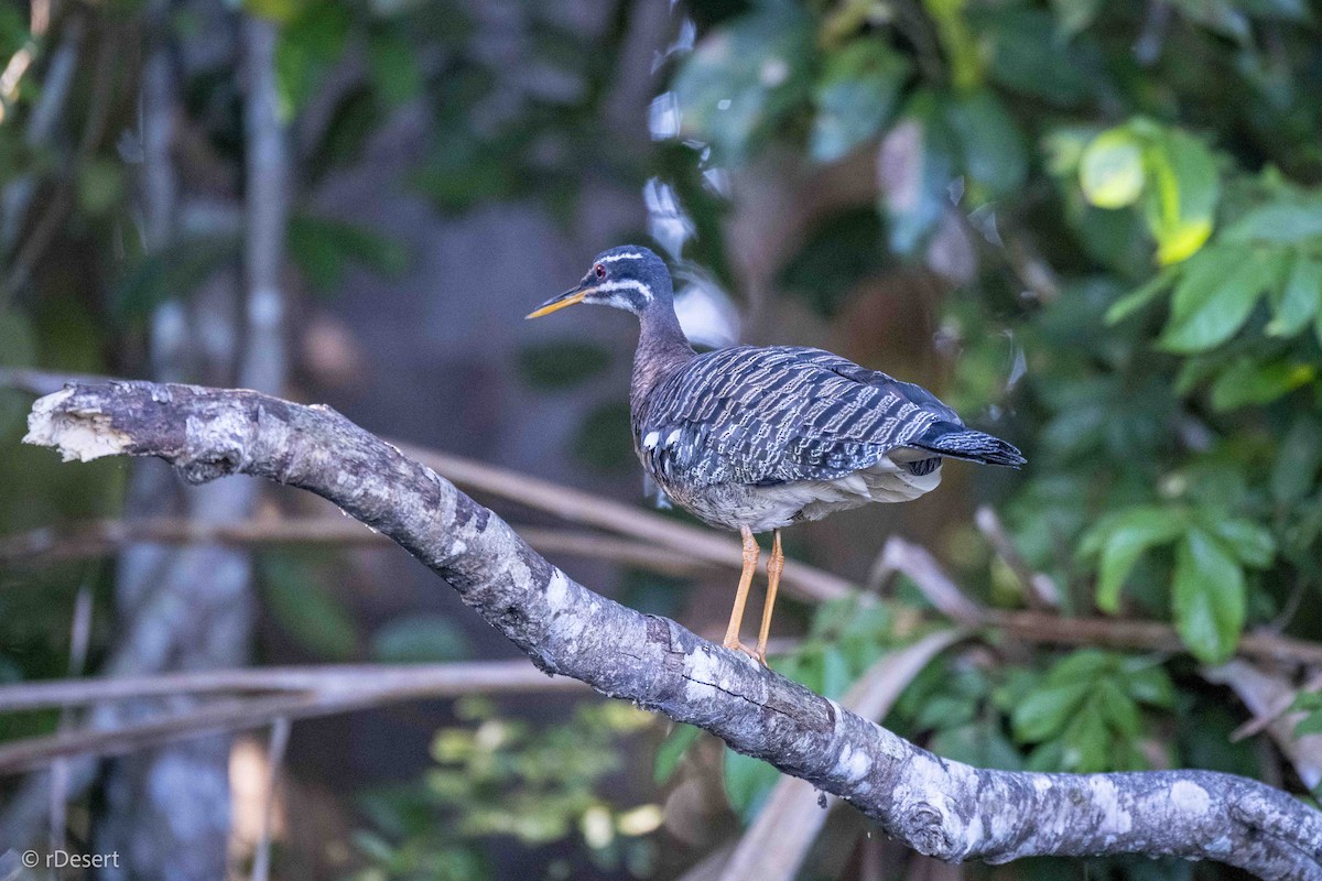 Sunbittern - ML640557629