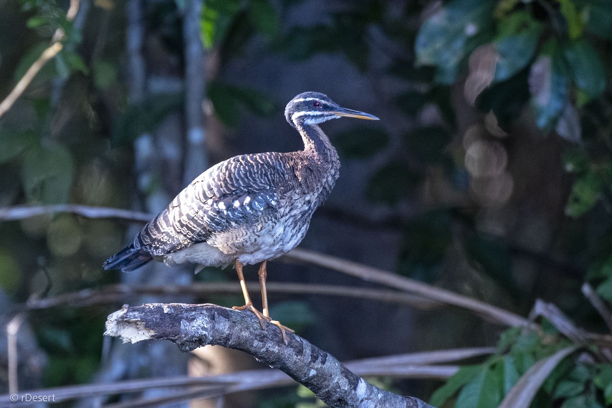 Sunbittern - ML640557630