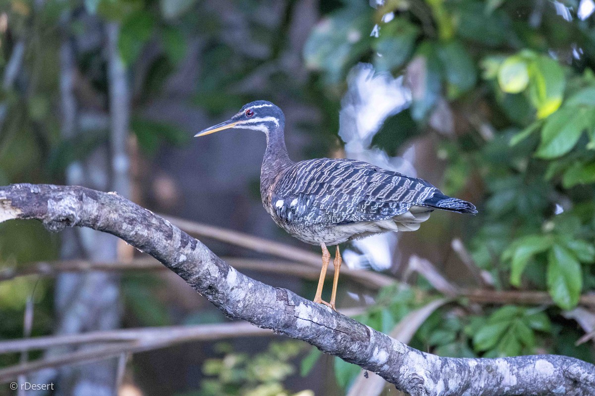 Sunbittern - ML640557631