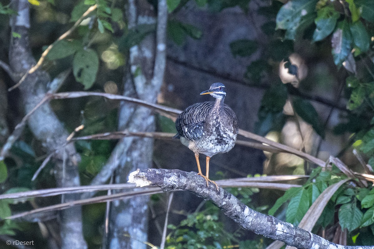 Sunbittern - ML640557632