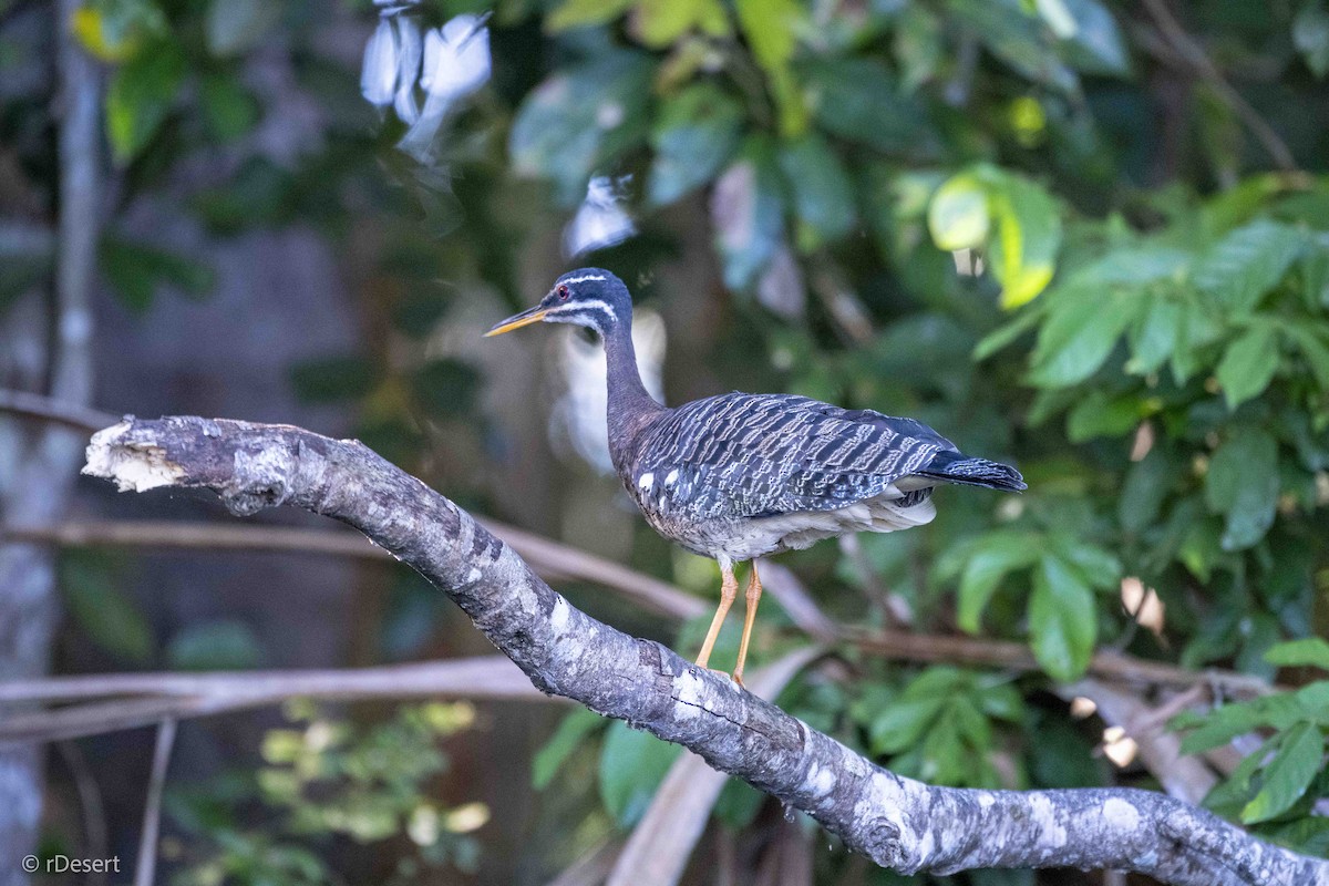 Sunbittern - ML640557633