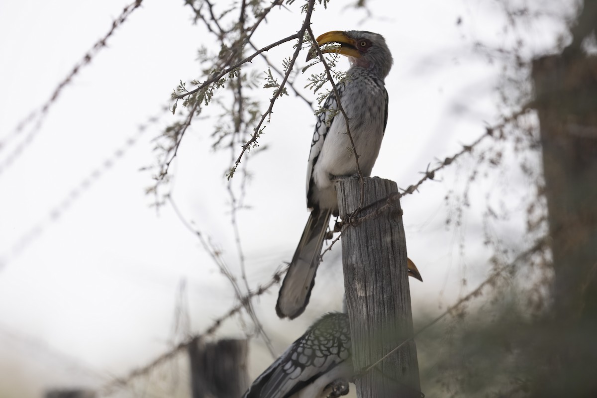 Southern Yellow-billed Hornbill - ML640557636