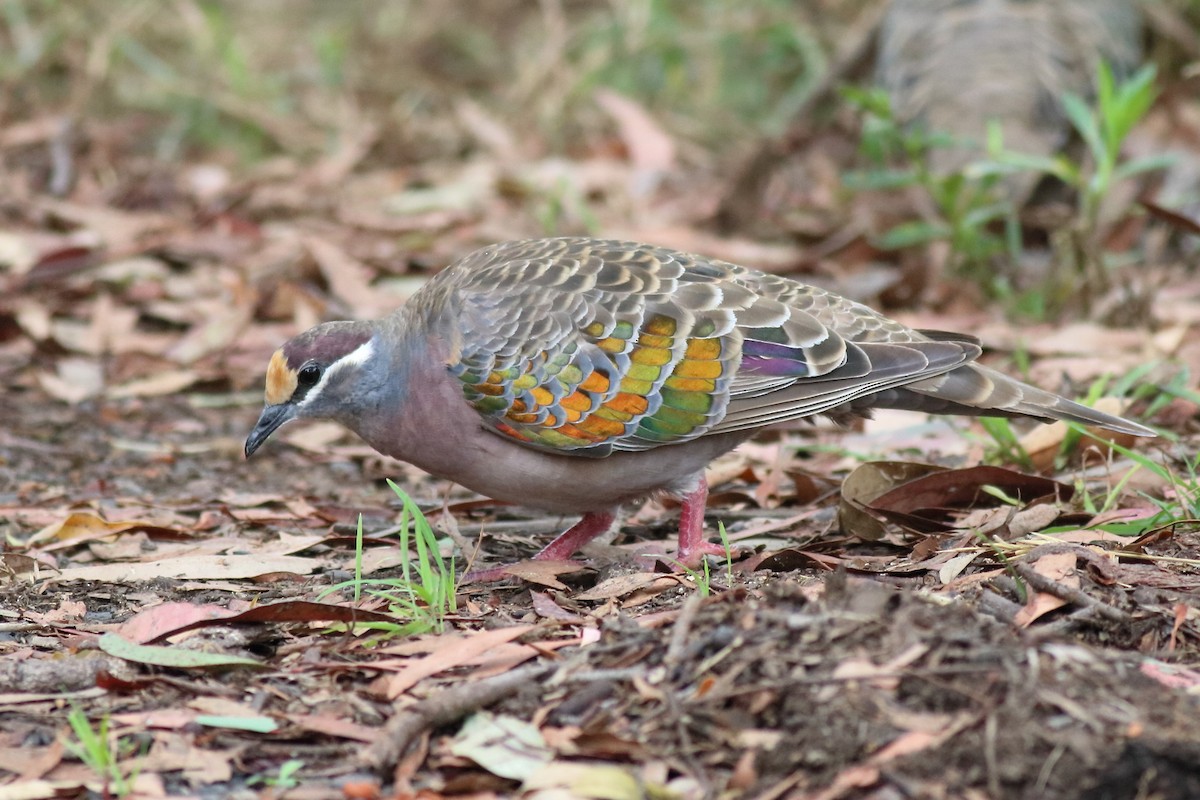 Common Bronzewing - ML640557641