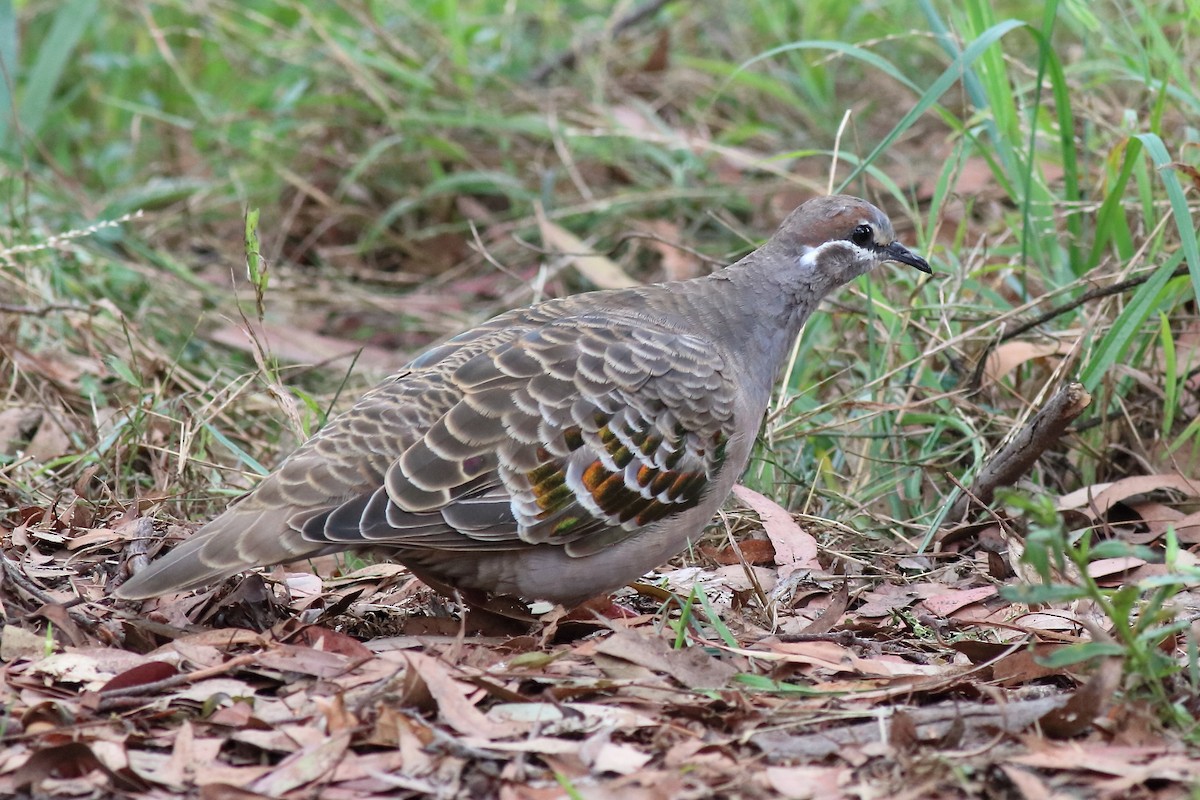Common Bronzewing - ML640557642