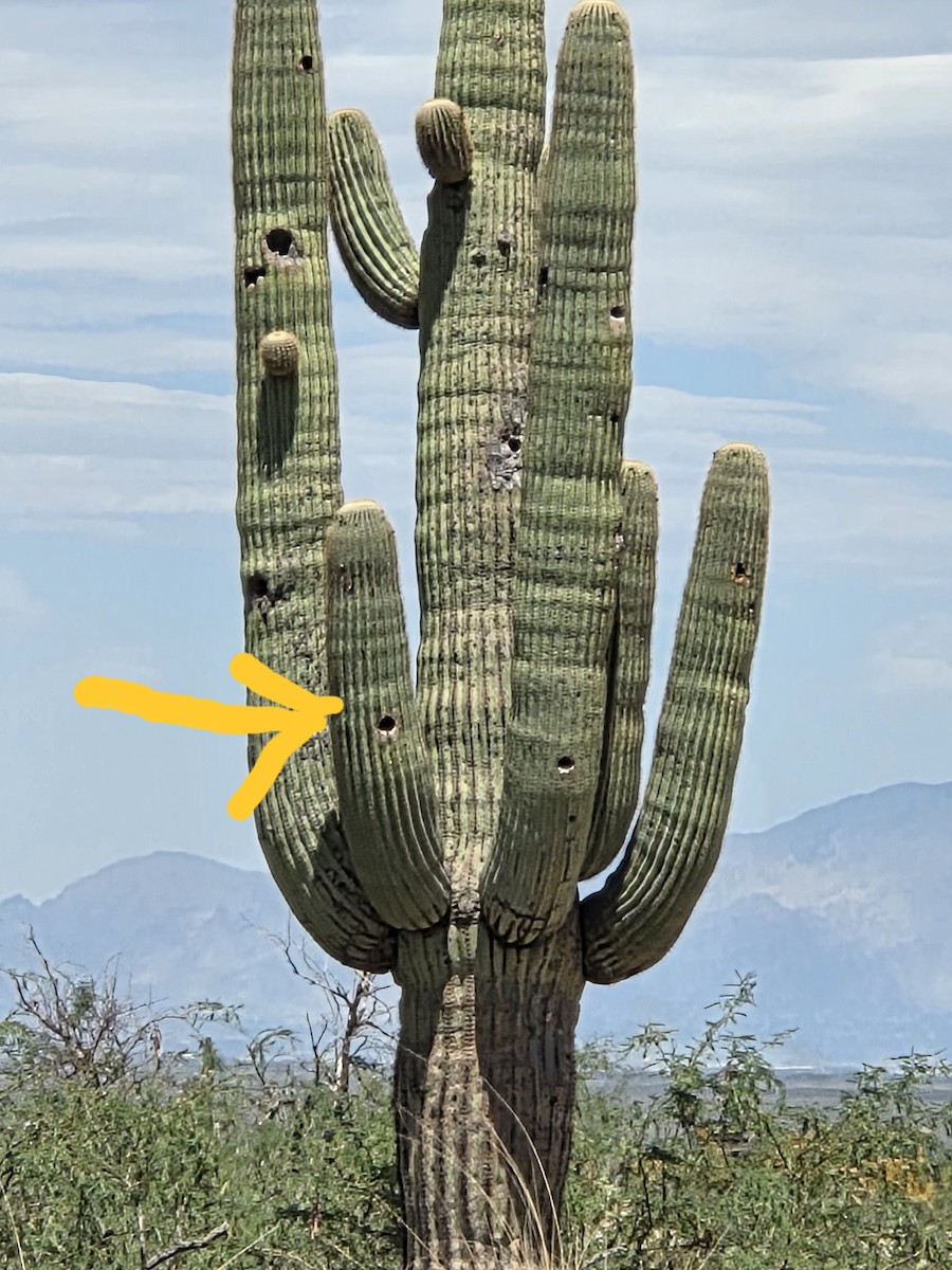 Gila Woodpecker - ML640557644