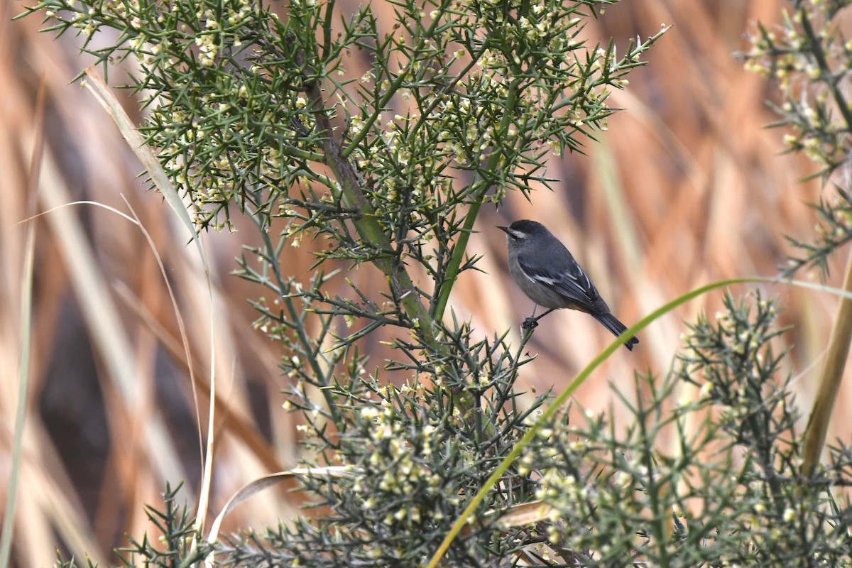 Cinereous Conebill - ML640557650
