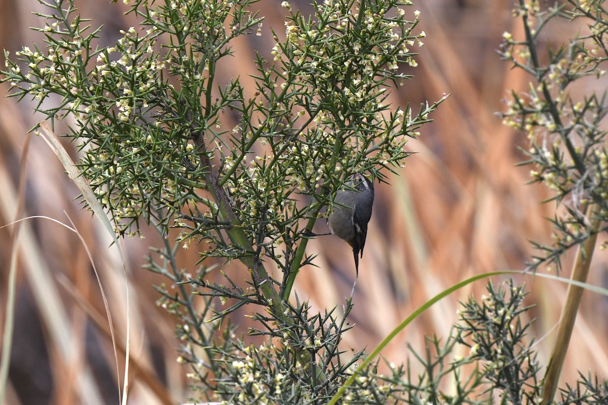 Cinereous Conebill - ML640557654