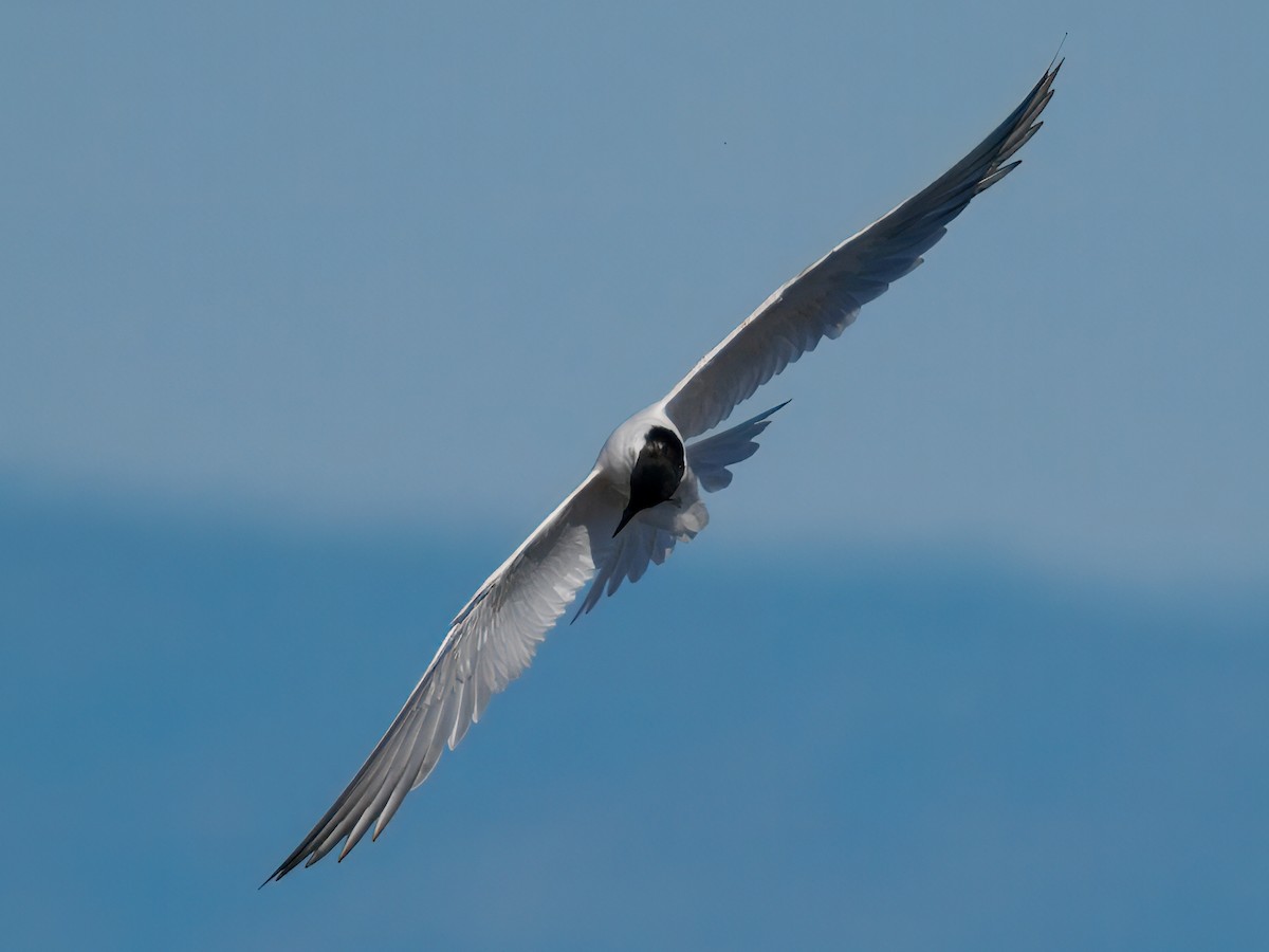 Australian Tern - ML640557655