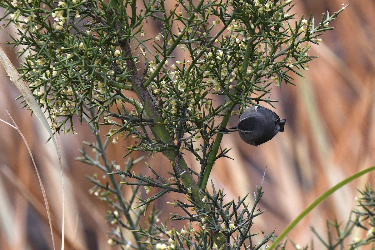 Cinereous Conebill - ML640557668