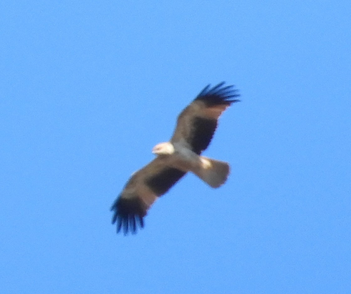 Little Eagle - ML640557672
