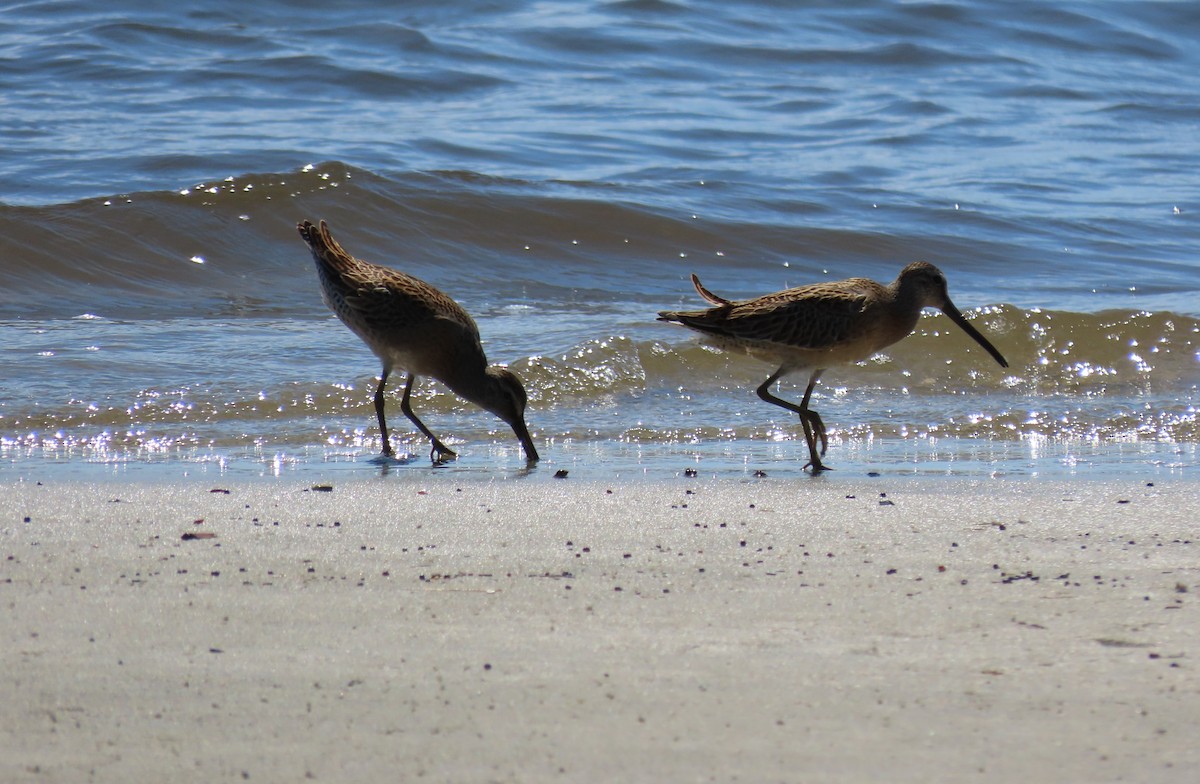 Short-billed Dowitcher - ML640557678