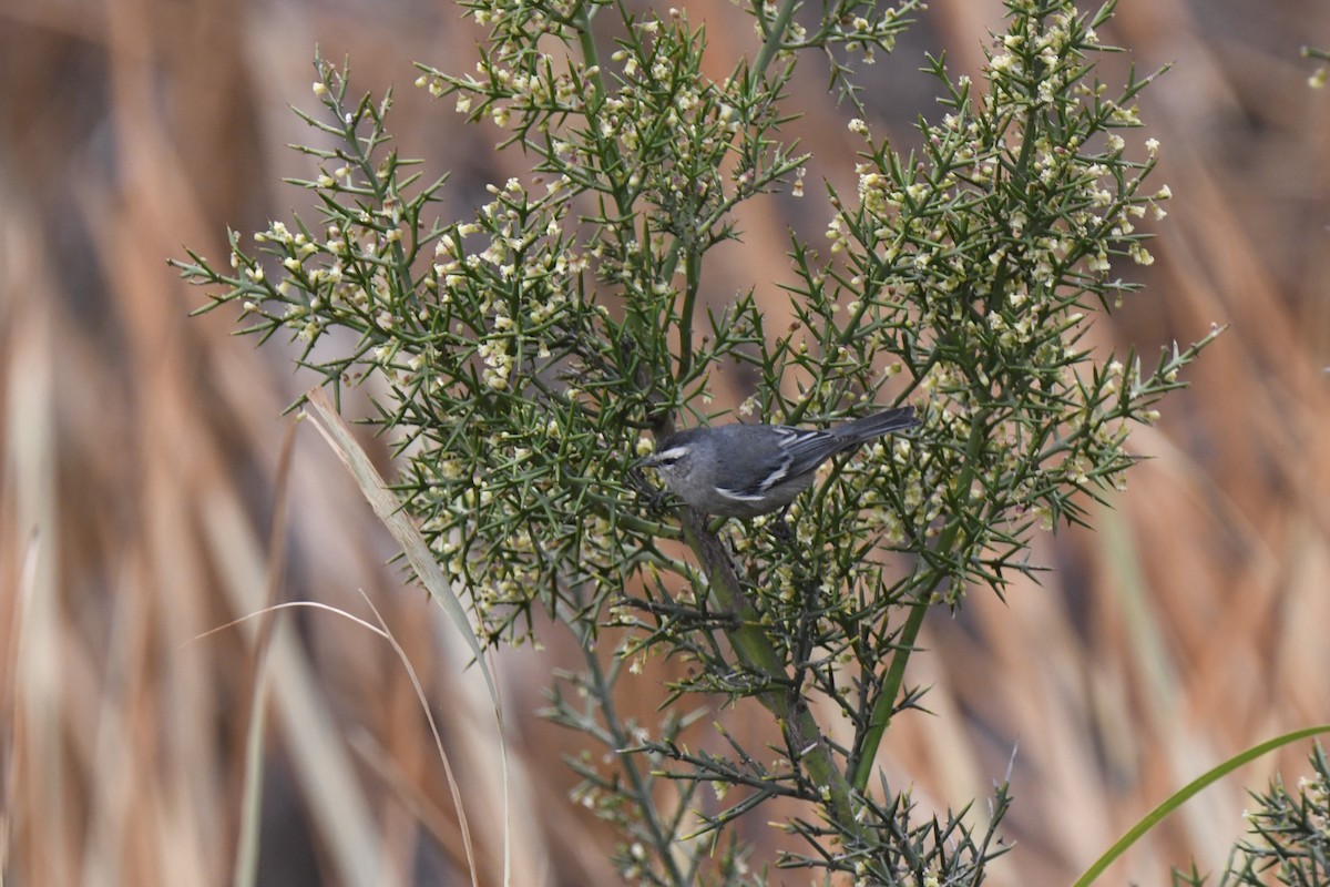 Cinereous Conebill - ML640557679