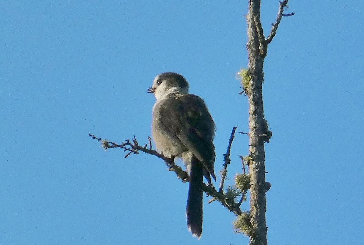 Canada Jay - ML640557680