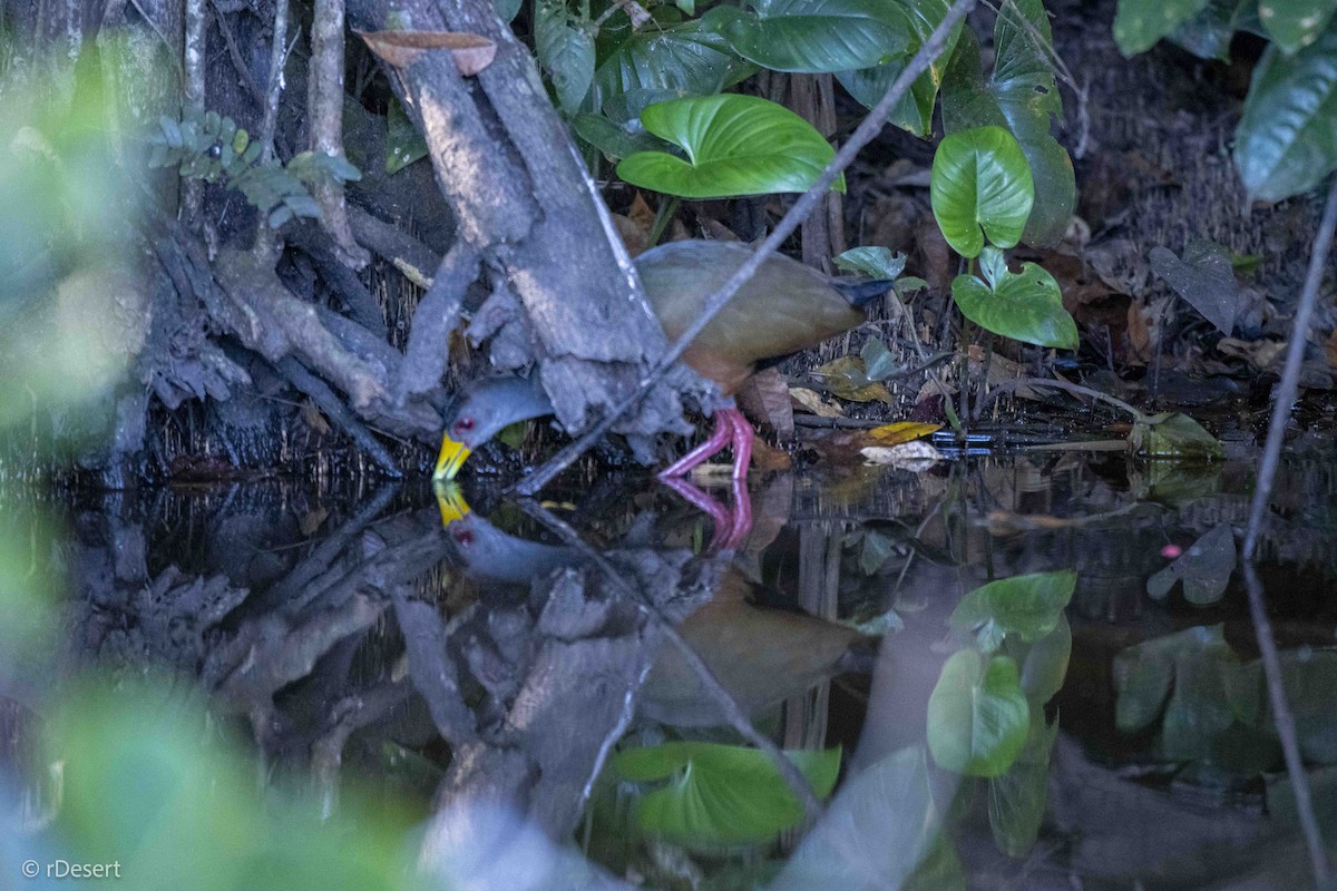 Gray-cowled Wood-Rail - ML640557686
