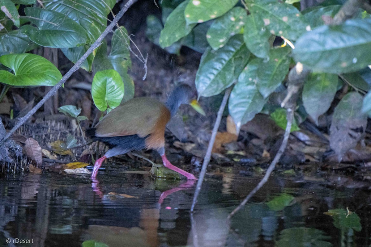 Gray-cowled Wood-Rail - ML640557689