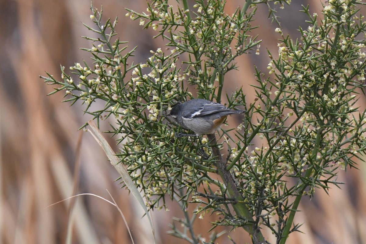 Cinereous Conebill - ML640557690
