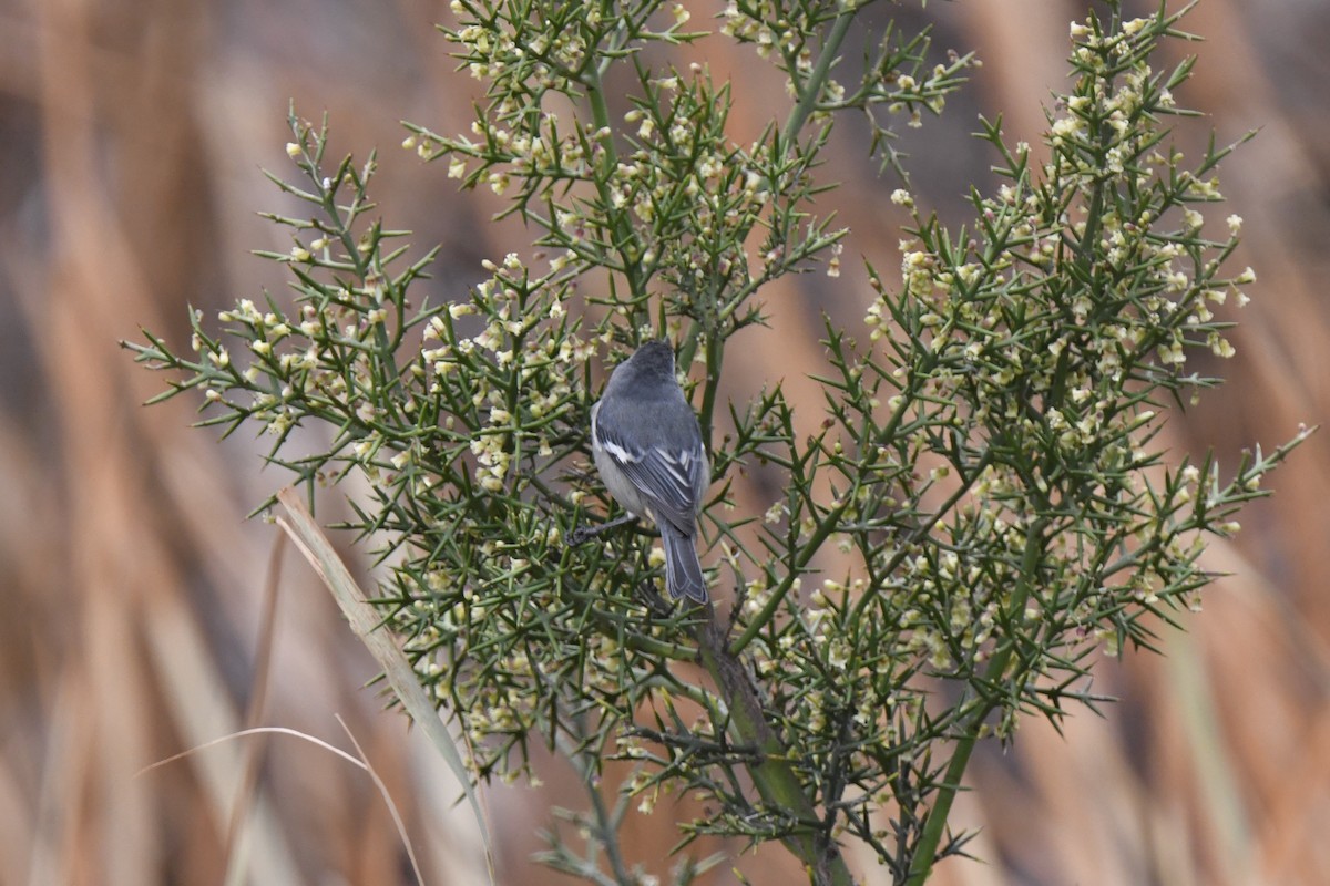 Cinereous Conebill - ML640557691