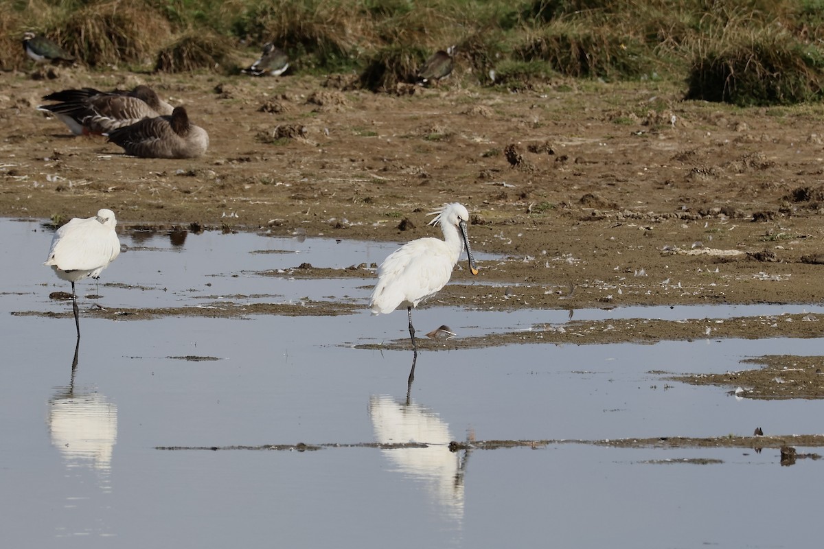 Eurasian Spoonbill - ML640557714