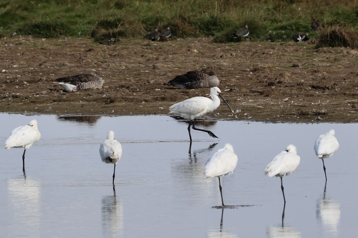 Eurasian Spoonbill - ML640557715