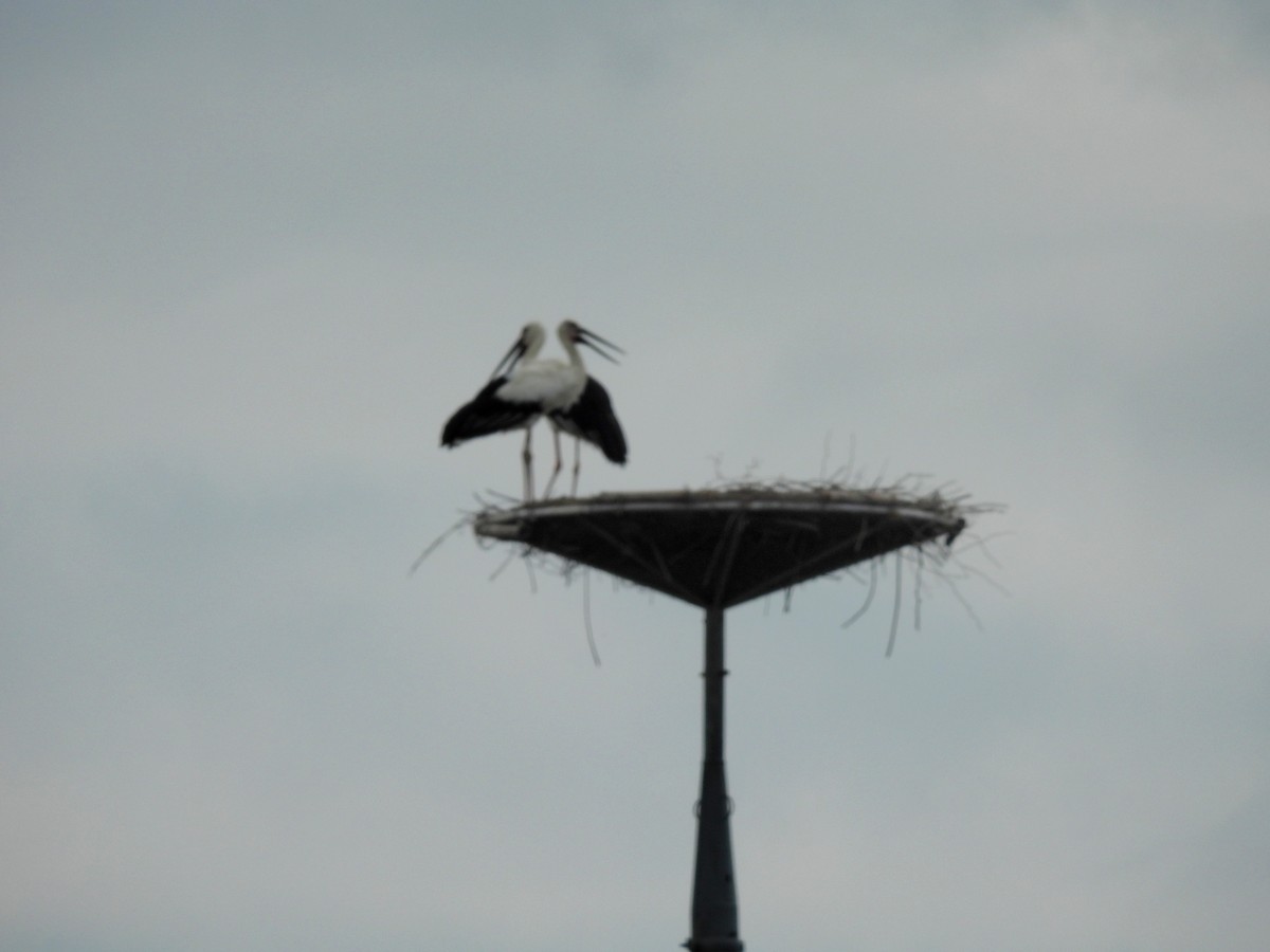 Oriental Stork - ML640557718