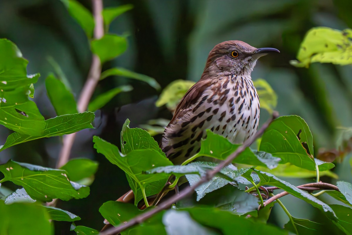Brown Thrasher - ML640557719