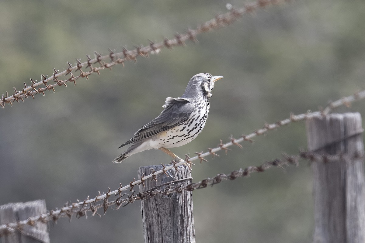 Groundscraper Thrush - ML640557770